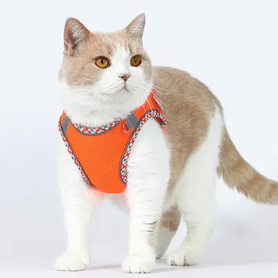 UAMLY Ensemble harnais et laisse pour chien