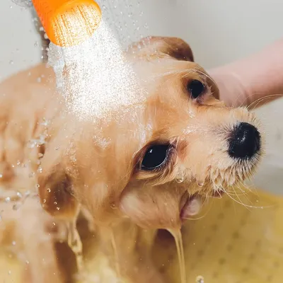 LovuPet Douche D'extérieur pour Chiens Pommeau de Douche Silicone Portable