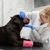 LovuPet 6 rouleaux de bandage autocollant respirant pour animal domestique