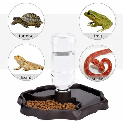 Distributeur d'eau pour Reptile, Distributeur de Nourriture