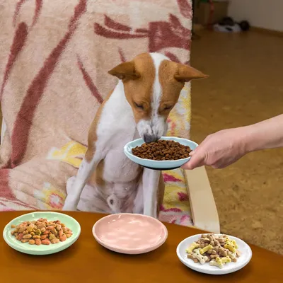Gamelle pour chat peu profonde en céramique