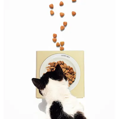 Gamelle pour chien en céramique avec support en acier inoxydable