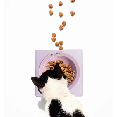 Gamelle pour chien en céramique avec support en acier inoxydable