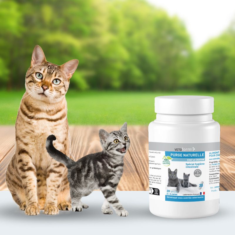 Purge naturelle Chat et chaton