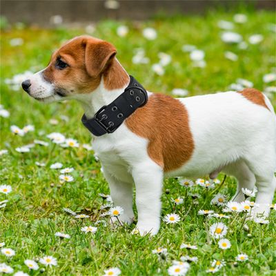 Pet Planet Collier réglable pour chien