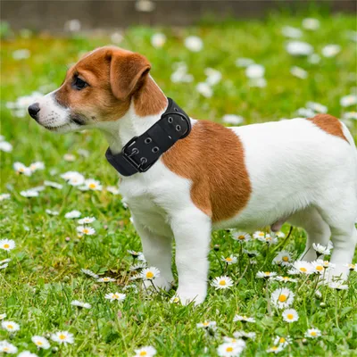 Pet Planet Collier réglable pour chien