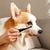 Petopia Brosses pour enlever les larmes de chien