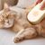Petopia Brosse humide sèche  et chat
