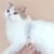 Petopia Peigne de toilettage pour chat