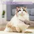 Petopia Brosse pour chien et chat en acier inoxydable