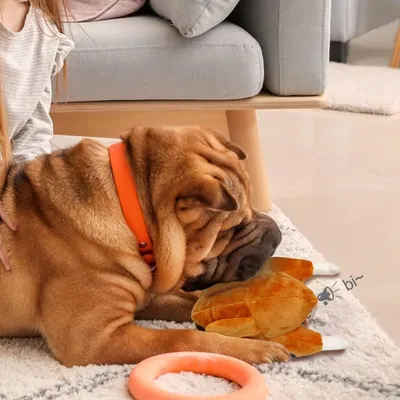 Petopia Jouet en peluche en forme de poulet rôti pour chien