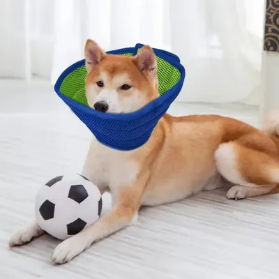 Petopia Collier de protection pour chiens