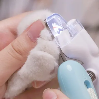 IntiMeg Coupe - Ongles LED pour Chien