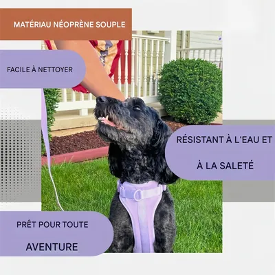 Pet Planet Ensemble Harnachement et Laisse pour Chien