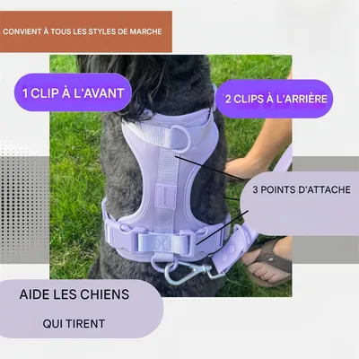 Pet Planet Ensemble Harnachement et Laisse pour Chien