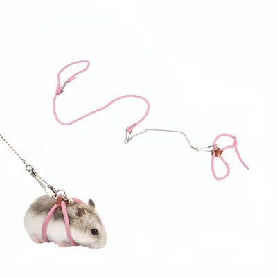 FurryFusion Laisse pour petits animaux