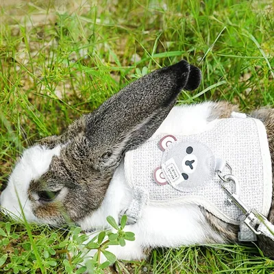 Petopia Harnais avec laisse pour lapin et petits animaux