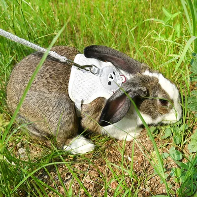 Petopia Harnais avec laisse pour lapin et petits animaux