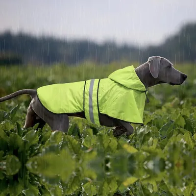 Petopia Imperméable pour chien
