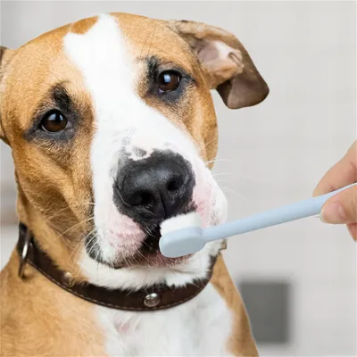 Pet Planet Kit de dentifrice et de brosse à dents pour chien et chat