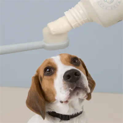 Pet Planet Kit de dentifrice et de brosse à dents pour chien et chat