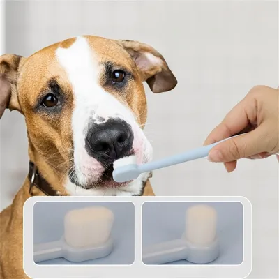 Pet Planet Kit de dentifrice et de brosse à dents pour chien et chat