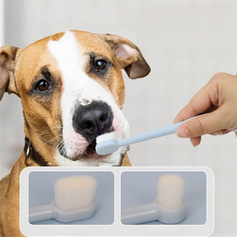 Pet Planet Kit de dentifrice et de brosse à dents pour chien et chat