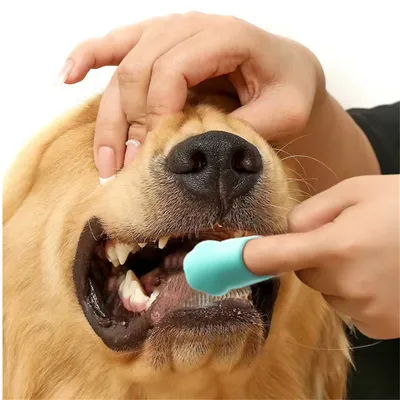 Pet Planet Stylo de nettoyage dentaire pour chien 2 articles