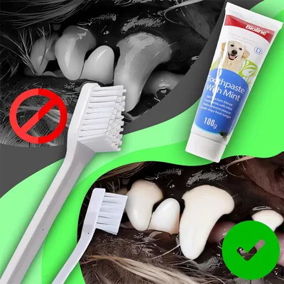 Pet Planet Kit de brossage des dents pour chien