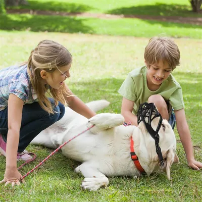 IntiMeg Muselière réglable pour chien