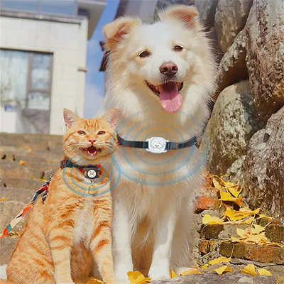 Pet Planet Collier GPS anti - fugue pour chats et chiens