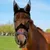 Petopia Masque pour cheval réglable Petopia Masque pour cheval réglable
