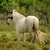 Petopia Masque pour cheval réglable Petopia Masque pour cheval réglable