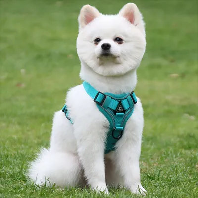 Pet Planet Harnais de poitrine réfléchissant pour chien et chat