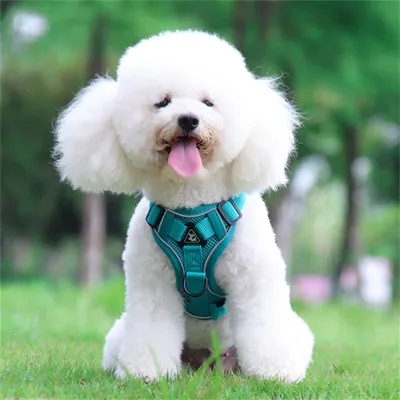 Pet Planet Harnais de poitrine réfléchissant pour chien et chat