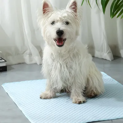 FurryFusion Tapis rafraîchissant pour animaux  77x55cm