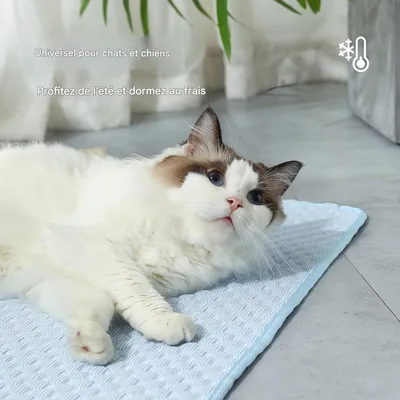 FurryFusion Tapis rafraîchissant pour animaux  77x55cm