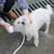 Petopia Pommeau de douche portable pour animaux