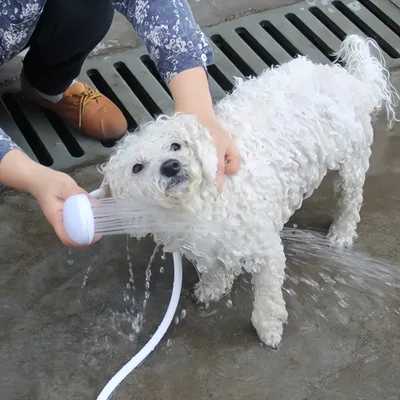 Petopia Pommeau de douche portable pour animaux