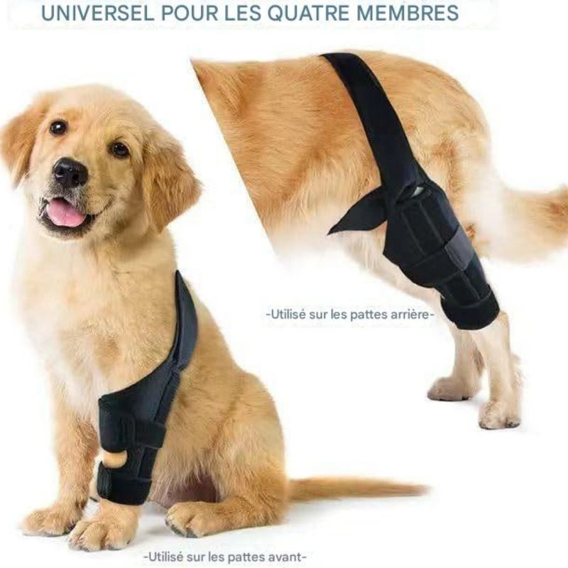 Petopia Ceinture de soutien pour blessures aux pattes du chien