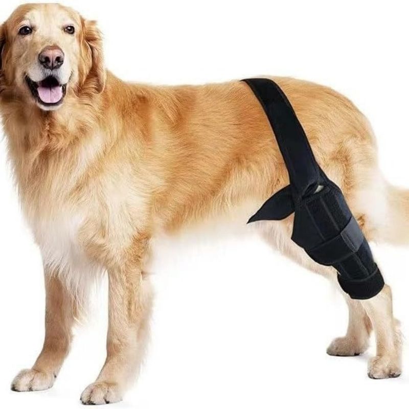 Petopia Ceinture de soutien pour blessures aux pattes du chien