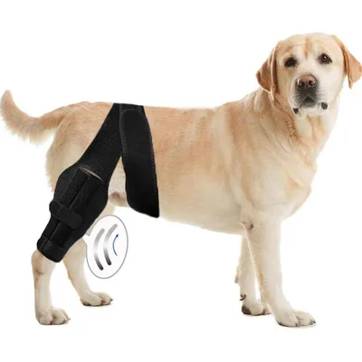 Petopia Ceinture de soutien pour blessures aux pattes du chien