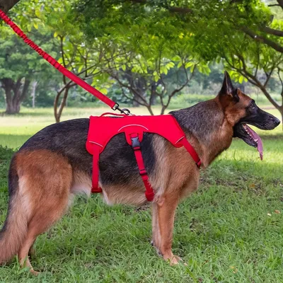 Pet Planet Harnais pour chien de sport de plein air