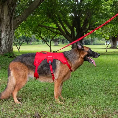 Pet Planet Harnais pour chien de sport de plein air