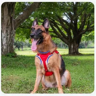 Pet Planet Harnais pour chien de sport de plein air