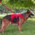 Pet Planet Harnais pour chien de sport de plein air