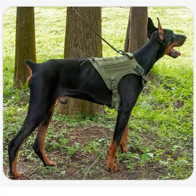 Pet Planet Gilet tactique anti sauts pour chien