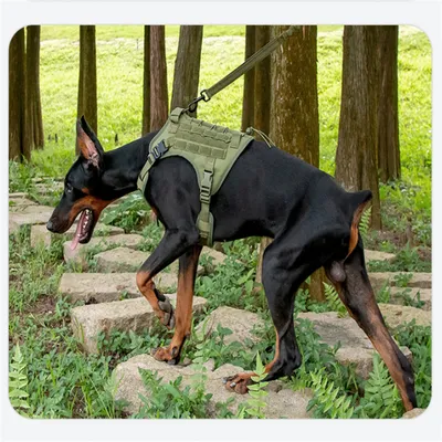 Pet Planet Gilet tactique anti sauts pour chien