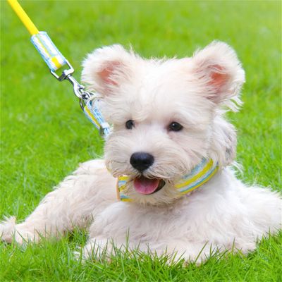 Pet Planet Harnachement et Laisse pour Chien en Forme de Gilet