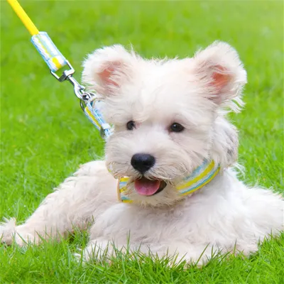 Pet Planet Harnachement et Laisse pour Chien en Forme de Gilet